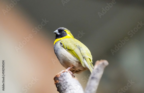 Portrait of a small Cuban finch. Bird with yellow plumage close-up. Tiaris canorus.
 photo