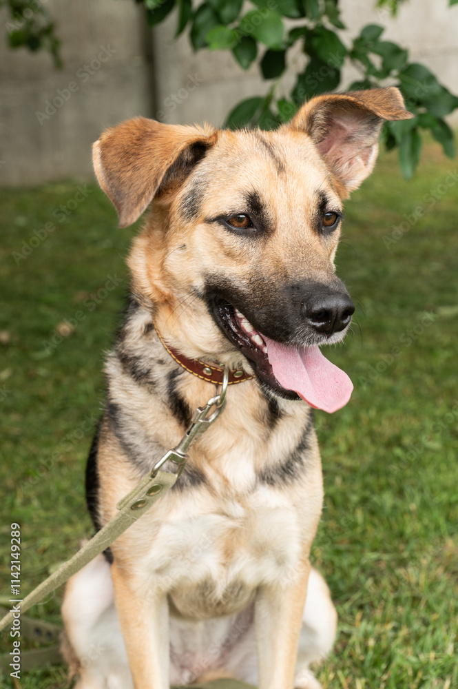 Dog Theft Awareness Day Happy Mixed Breed Dog with Leash Outdoor Dog Theft Awareness Day Happy Mixed Breed Dog with Leash Outdoor