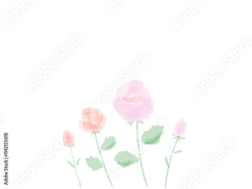 pink rose isolated on white background