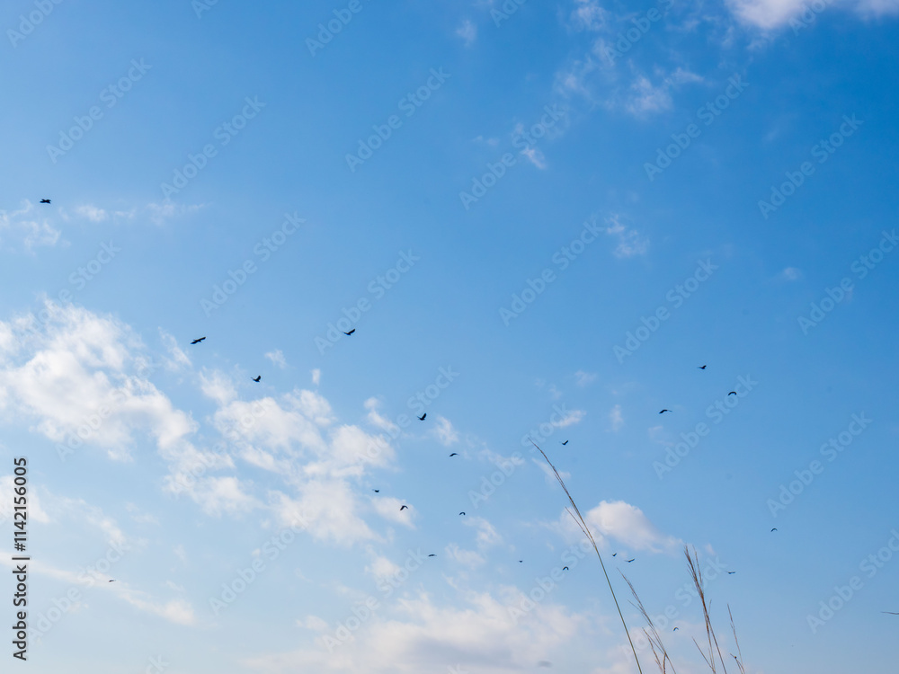 Obraz premium 冬の青空と白い雲と飛ぶ野鳥65