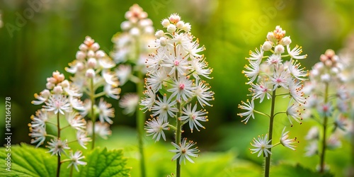 Three-Leaf Foamflower Close-Up: Tiarella trifoliata Photography, Nature, Wildflower, Spring Bloom