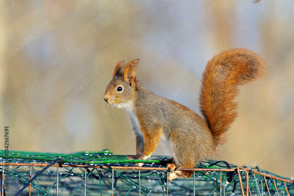 Fototapeta premium Squirrels are members of the family Sciuridae
