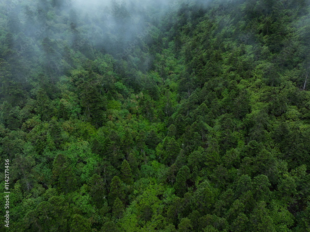 Aerial view of forest landscape in fog and rain Aerial view of forest landscape in fog and rain