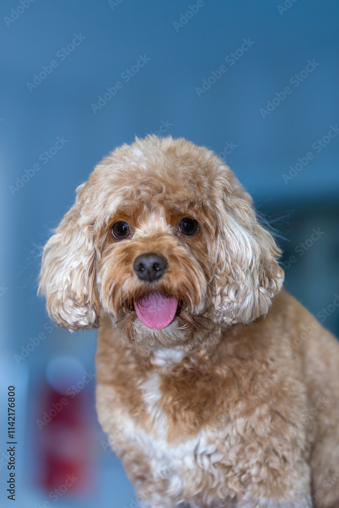 The Cavapoo (American English) or Cavoodle (Australian English) is a crossbreed of a Cavalier King Charles Spaniel and a Poodle The Cavapoo (American English) or Cavoodle (Australian English) is a crossbreed of a Cavalier King Charles Spaniel and a Poodle