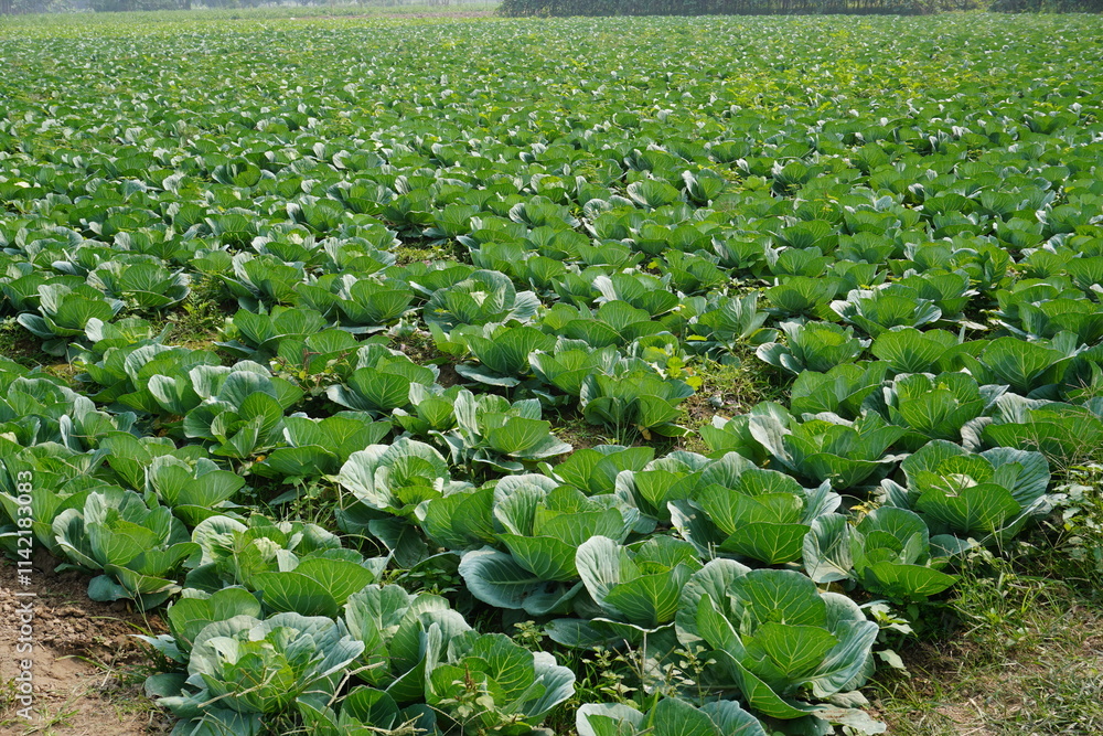 Fototapeta premium The agricultural field is full with cabbage plants in lines