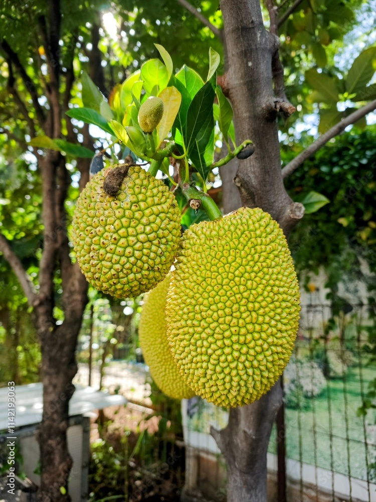 Jack fruits on its tree Jack fruits on its tree