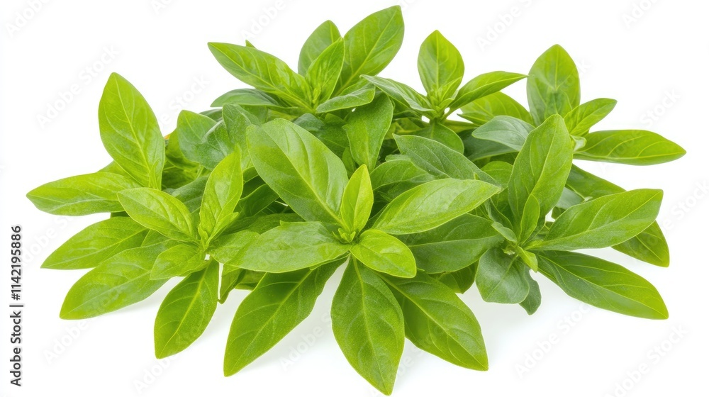 Fresh Green Basil Leaves on White Background for Culinary Use Fresh Green Basil Leaves on White Background for Culinary Use