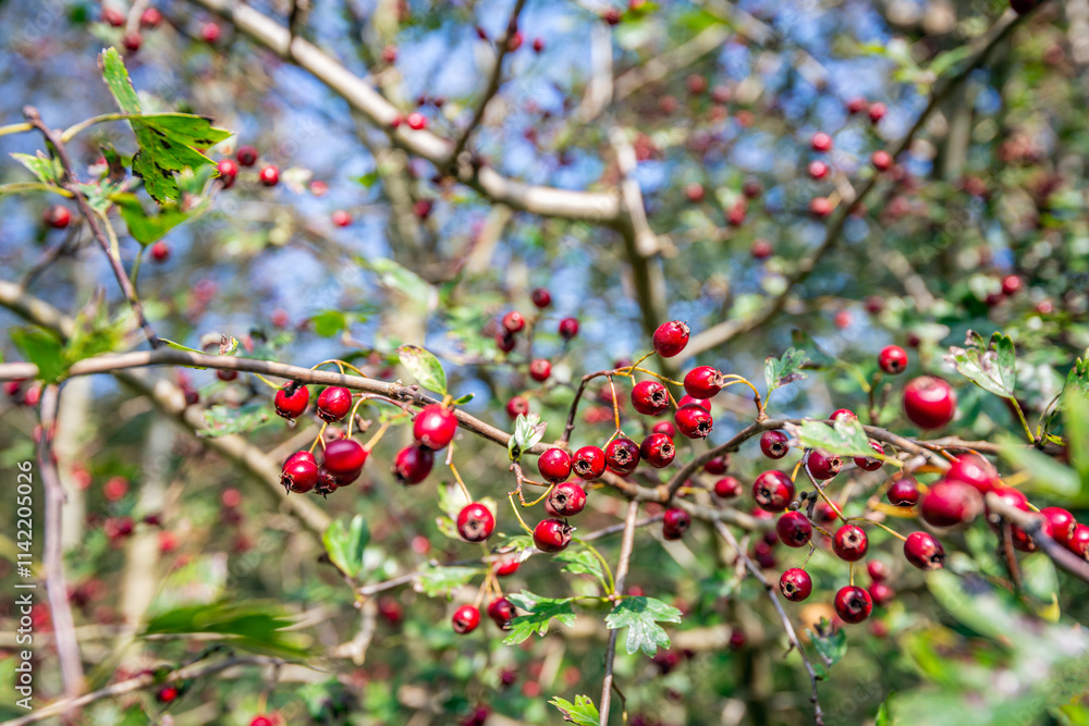 Ripe red berries on the branches of a hawthorn bush. The photo was taken up close in a Dutch nature reserve during a sunny day on the border between the summer and autumn season.