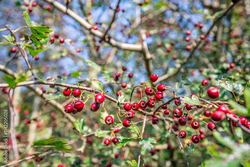 Obraz na płótnie Ripe red berries on the branches of a hawthorn bush. The photo was taken up close in a Dutch nature reserve during a sunny day on the border between the summer and autumn season. w salonie
