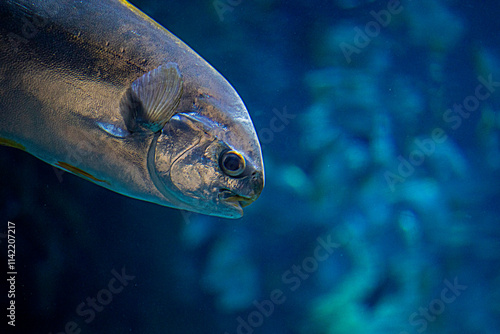 Trachinotus falcatus in a huge aquarium on a blue background photo