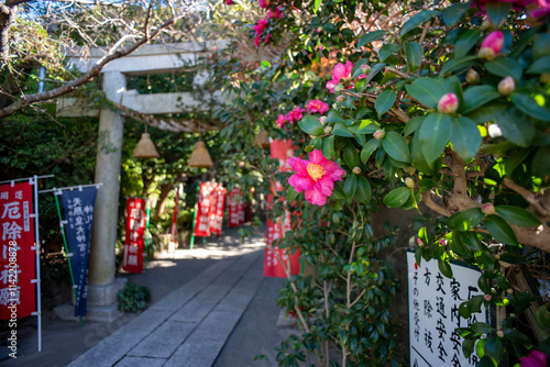 鎌倉2412　八雲神社5　山茶花 photo