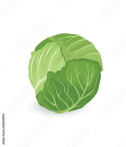 Food vegetable cabbage stock illustration