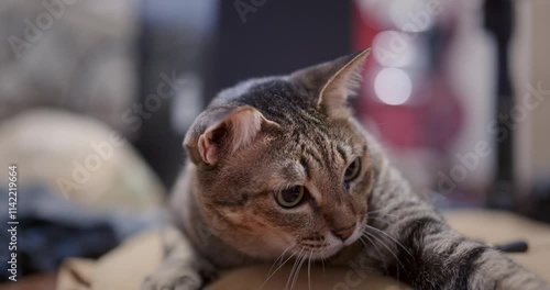portrait of a cat