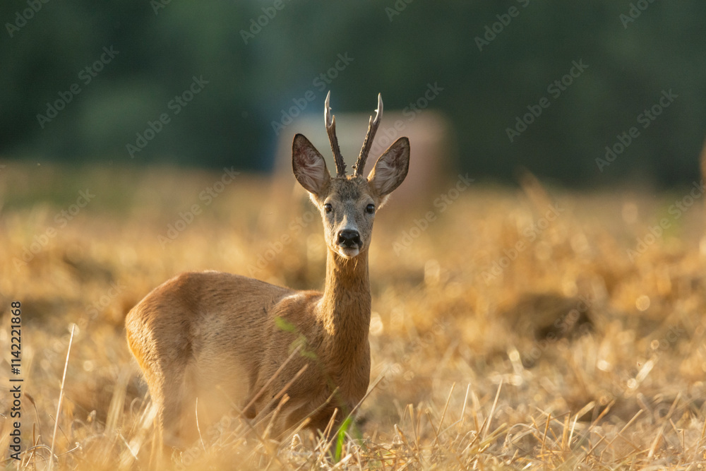 Obraz premium Roe deer in a grain field, eastern Poland