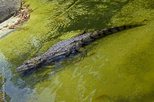 Obraz na płótnie Cayman on lake in zoo, Rio de Janeiro, Brazil w salonie