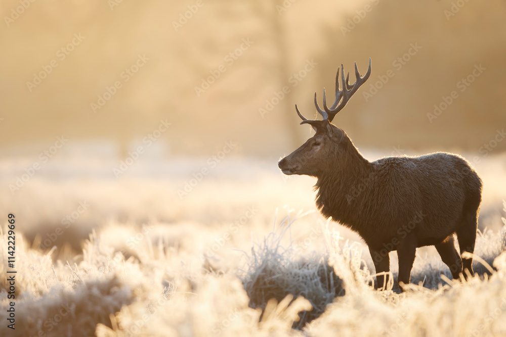 Obraz premium Red deer stag standing in frosty meadow in winter