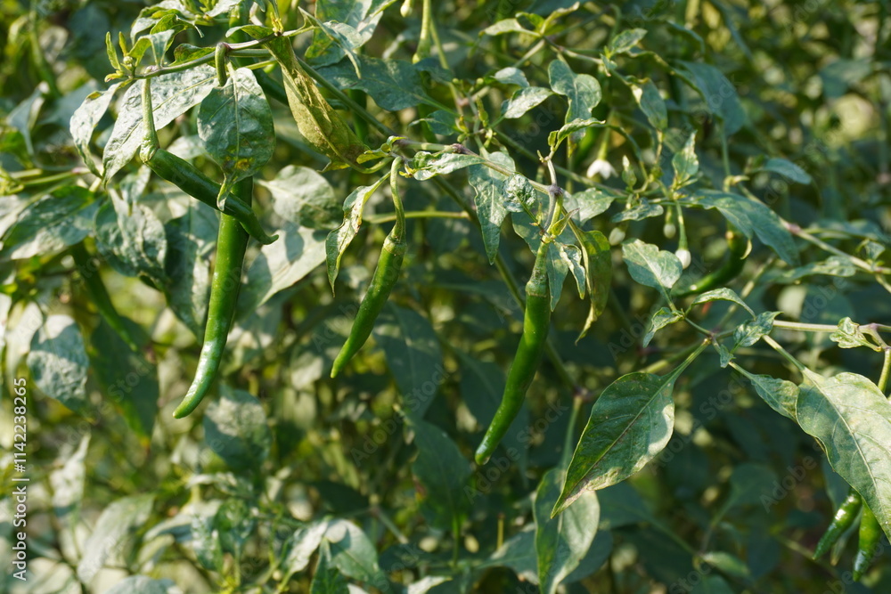 The green chillies are hanging from the plant The green chillies are hanging from the plant