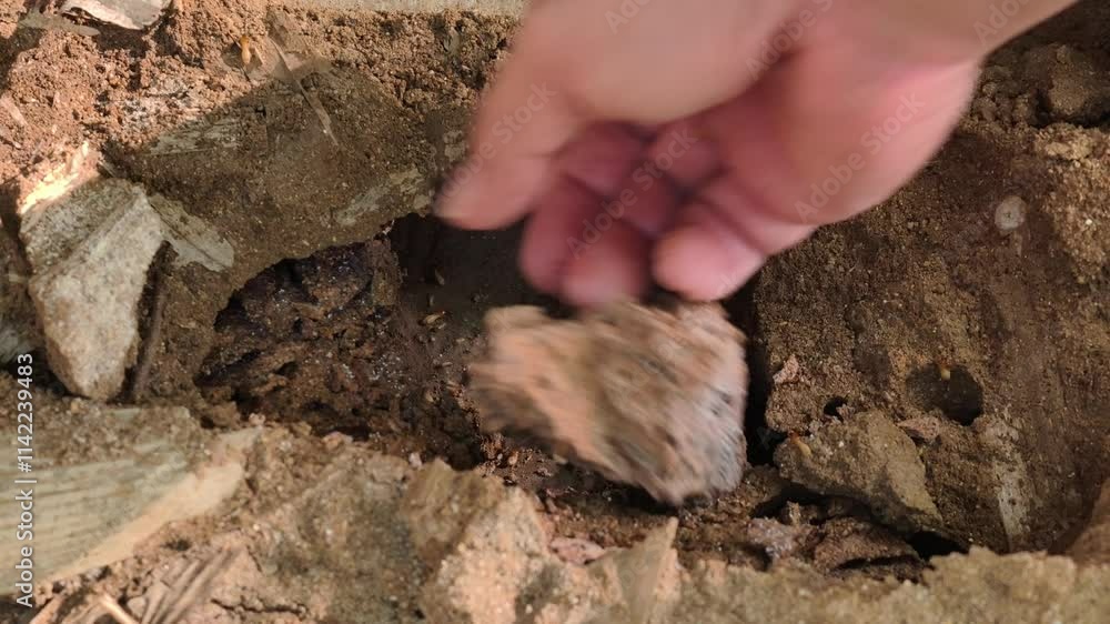 Termite nest in the ground Termite nest in the ground