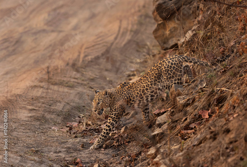 A leopard getting down on the mud track at Panna Tiger reserve, Madhya Pradesh, India photo