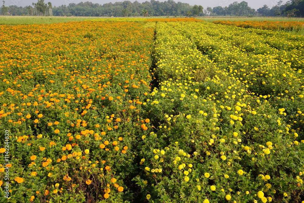 Obraz premium The flower bed is full with yellow and orange marigold flowers 
