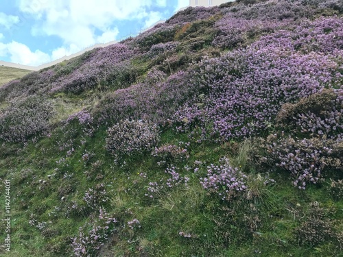 violet heather on a meadow in mountains