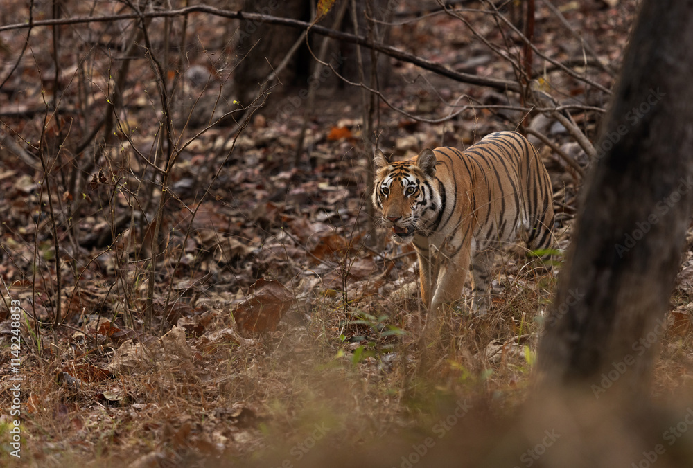 Fototapeta premium A tiger walking in the jungle at Panna Tiger Reserve, Madhya pradesh, India