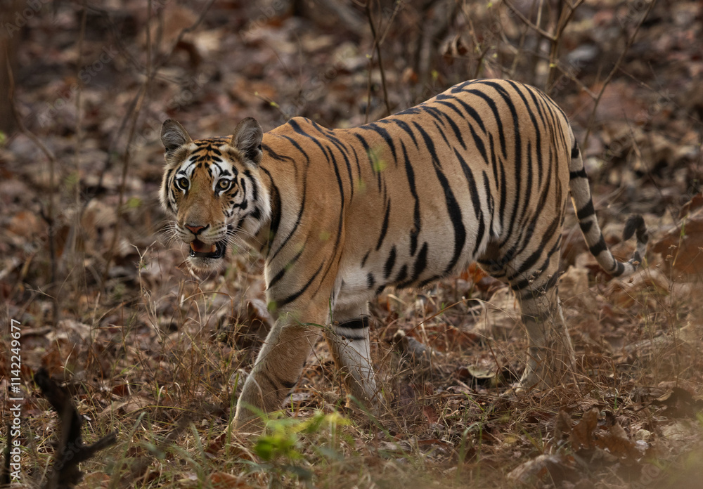 Closeup of a tiger cub in the jungle of camera at Panna Tiger Reserve, Madhya pradesh, India Closeup of a tiger cub in the jungle of camera at Panna Tiger Reserve, Madhya pradesh, India