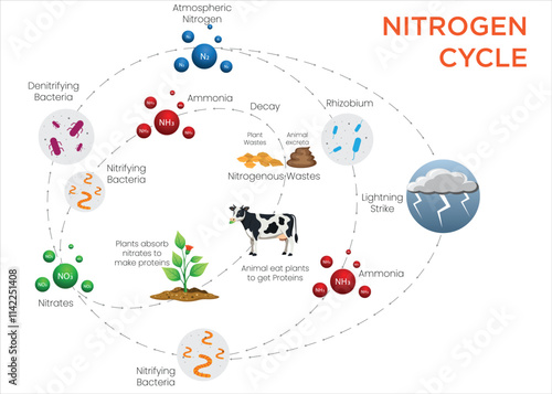 Nitrogen Cycle Diagram Visualizing Nitrogen Flow Through Fixation, Nitrification, and Denitrification