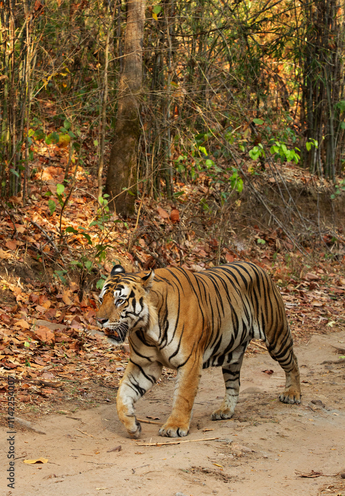 Obraz premium A tiger walking on the road at Bhandavgarh Tiger Reserve, Madhya pradesh, India