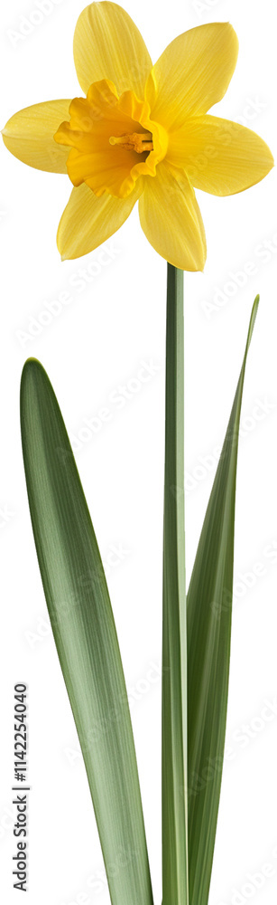 Obraz premium Daffodil Plant illustration Art - Beautiful Nargis flower PNG 