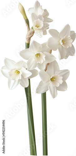 Daffodil Plant illustration Art - Beautiful Nargis flower PNG
 photo