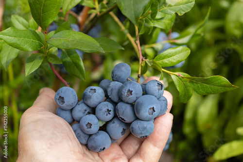 Garden blueberries are delicious, healthy berry fruits. Vaccinium corymbosum, blueberry. Man's hand holding a bunch of blue ripe berries. close up