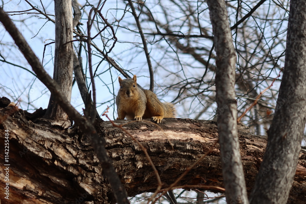 Squirrel looking this way on a tree branch, Colorado Squirrel looking this way on a tree branch, Colorado