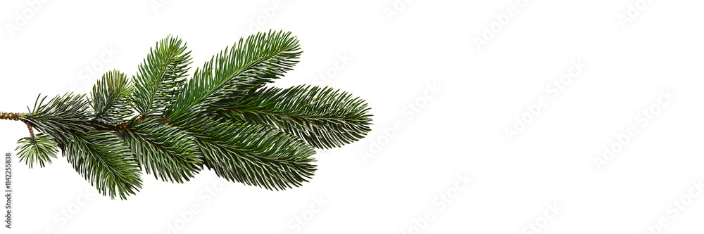 Pine branch with copy space Pine branch with copy space