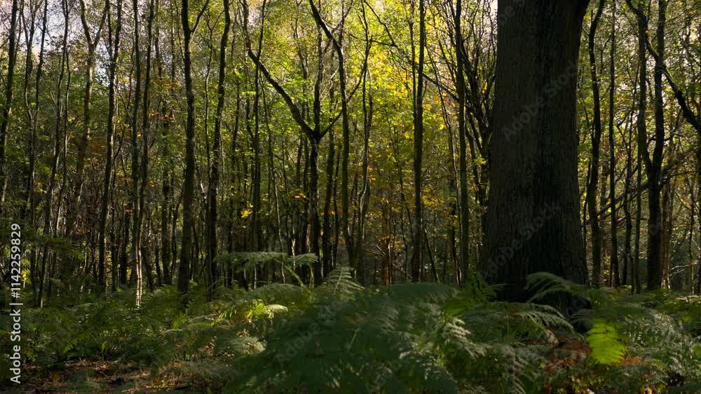 Pretty Woodland Scene with a Towering Tree Surrounded by Thinner Trees Pretty Woodland Scene with a Towering Tree Surrounded by Thinner Trees