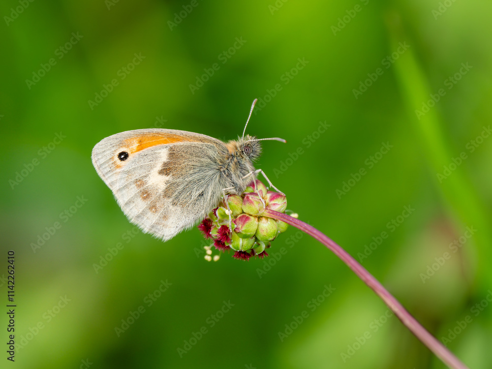 Side View of a Small Heath Butterfly Side View of a Small Heath Butterfly
