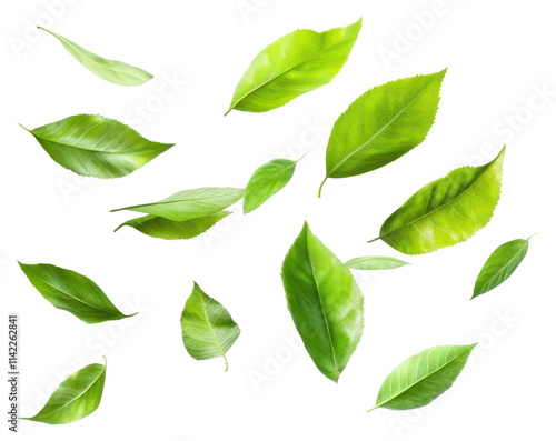 PNG Falling green leaves leaf background nature.