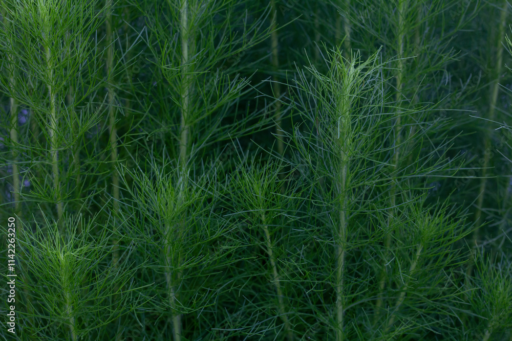 Dill or Anethum graveolens growing in the garden for background. Dill or Anethum graveolens growing in the garden for background.