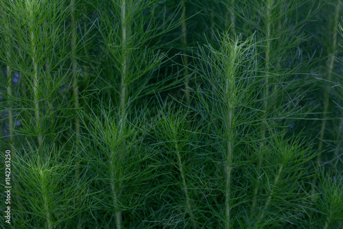 Vászonkép Dill or Anethum graveolens growing in the garden for background.