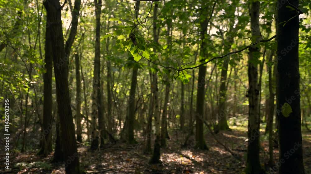 Calm Forest Scene with Gentle Breezes and Sunshine Beneath the Canopy Calm Forest Scene with Gentle Breezes and Sunshine Beneath the Canopy