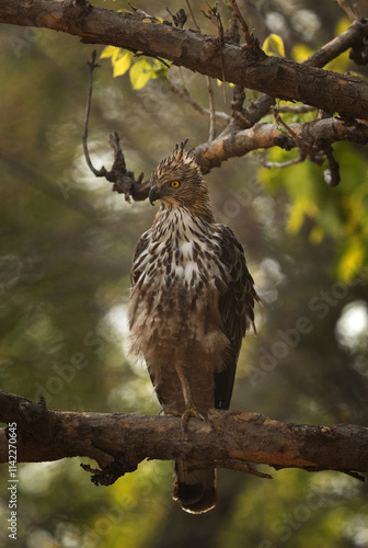 Changeable hawk-eagle  perched on a tree at Bhandavgarh tiger reserve, Madhya pradesh, India photo