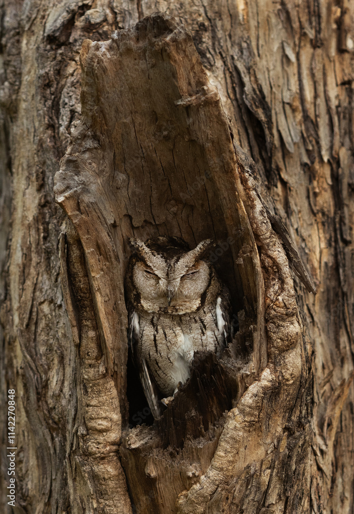 Indian scops owl in a tree trunk nest at Bhandavgarh tiger reserve, Madhya pradesh, India Indian scops owl in a tree trunk nest at Bhandavgarh tiger reserve, Madhya pradesh, India