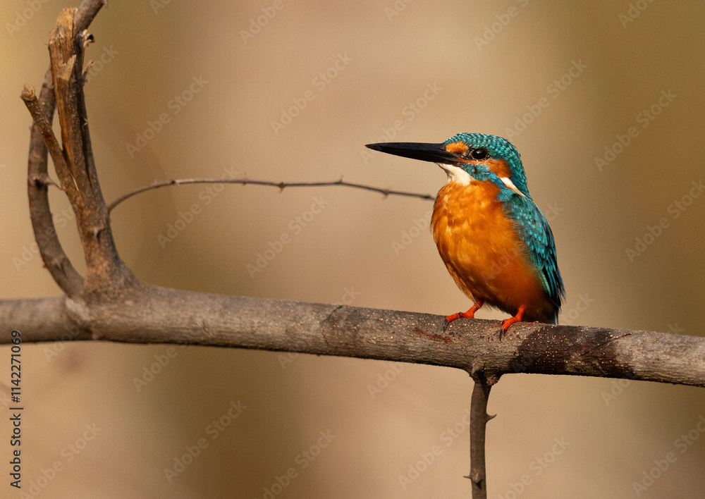 Obraz premium A common kingfisher perched on a tree at Bhandavgarh tiger reserve, Madhya pradesh, India
