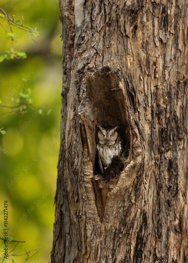 Indian scops owl in its nest at Bhandavgarh tiger reserve, Madhya pradesh, India Indian scops owl in its nest at Bhandavgarh tiger reserve, Madhya pradesh, India