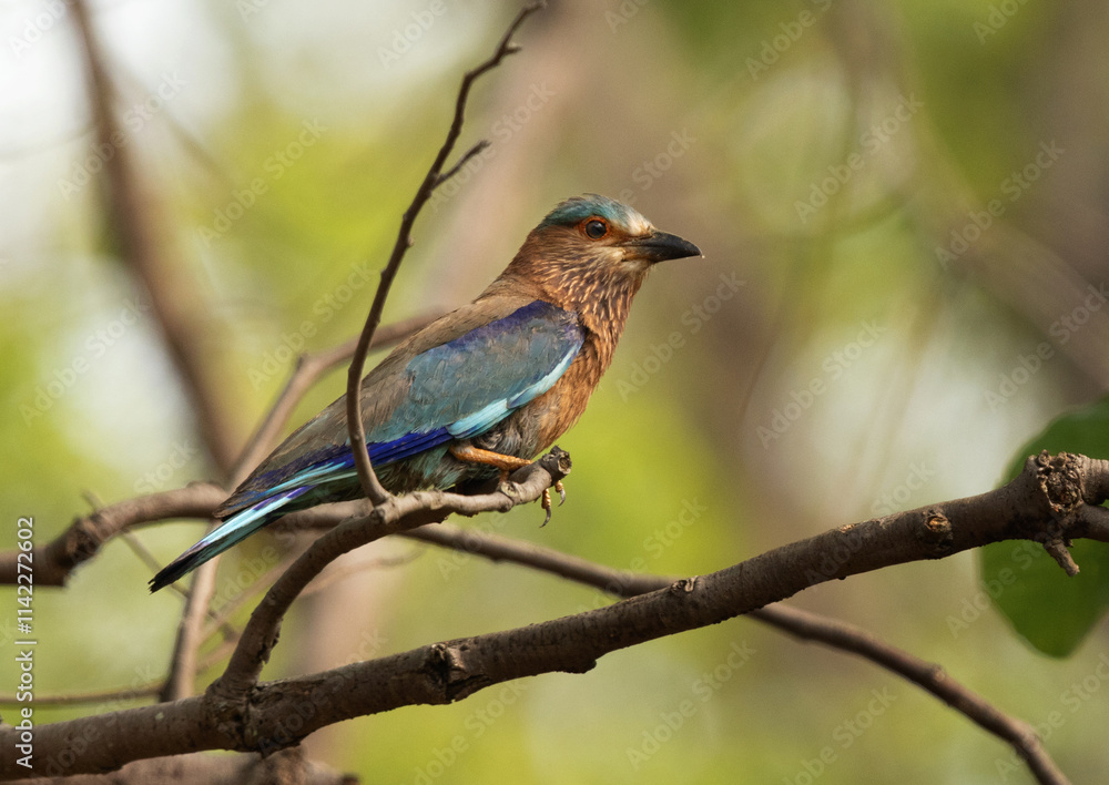 Indian roller perched on a tree at Achanakmar Wildlife Sanctuary, Chhattisgarh, India Indian roller perched on a tree at Achanakmar Wildlife Sanctuary, Chhattisgarh, India
