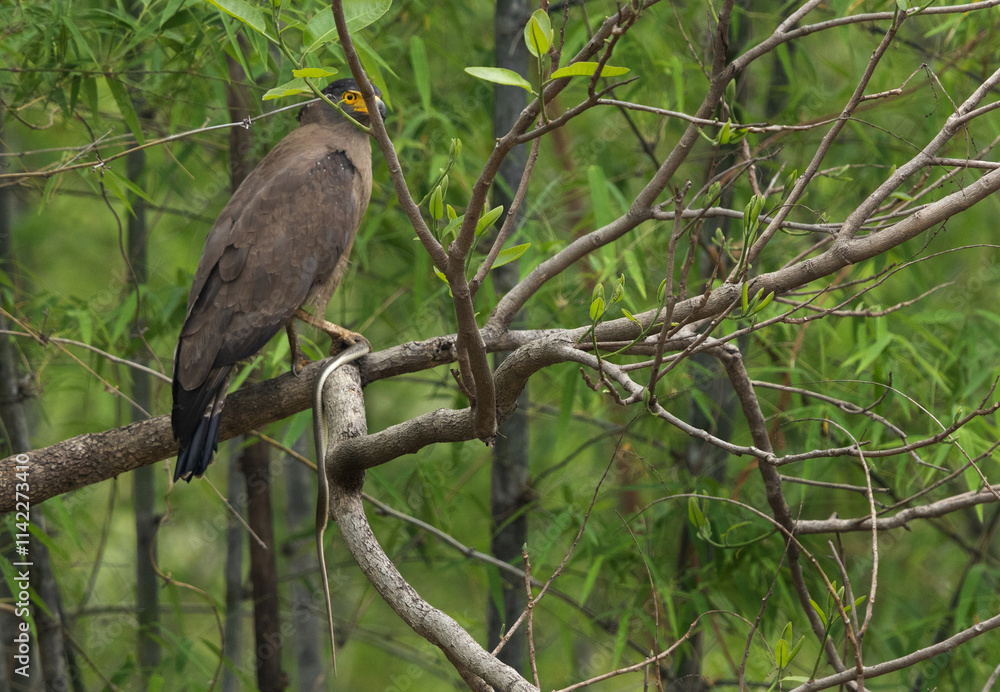 Crested serpent eagle on a tree with snake catch at Achanakmar Wildlife Sanctuary, Chhattisgarh, India Crested serpent eagle on a tree with snake catch at Achanakmar Wildlife Sanctuary, Chhattisgarh, India