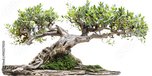 Obraz na płótnie A Captivating Bonsai Tree of Majestic Proportions w salonie