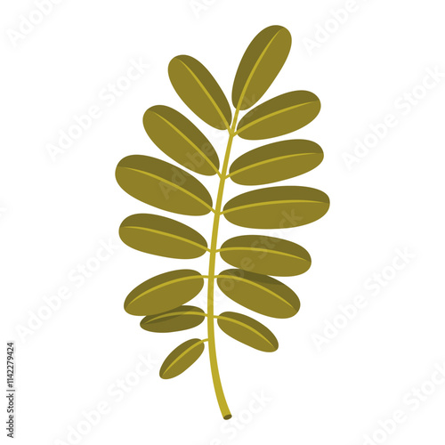 Autumn acacia leaf isolated against a white background showcasing its vibrant color and unique leaf structure