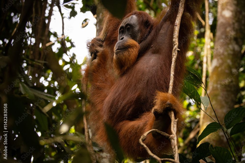 Fototapeta premium Sumatran orangutan big male in its whole beauty. Amazing sumatran jungle. Beautiful sumatran wildlife. Adventure paradise. Rare and endangered species. Pongo abelii.