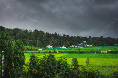 Vibrant paddy fields near the Mudumalai Tiger reserve. It is located in the Nilgiris District of Tamil Nadu state at the tri-junction of three states, viz, Karnataka, Kerala and Tamil Nadu photo